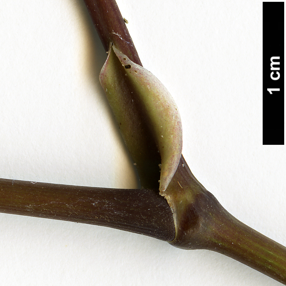 High resolution image: Family: Piperaceae - Genus: Macropiper - Taxon: excelsum